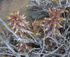 Quaqua mammillaris