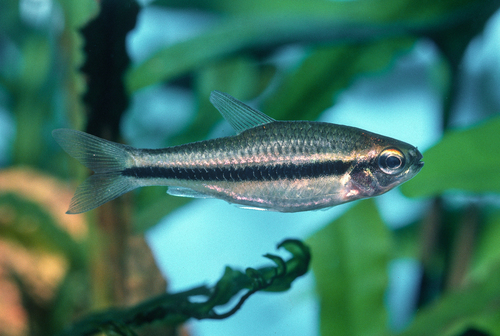 Trewavas' neolebias (Neolebias trewavasae) — Distichodontidae — 3