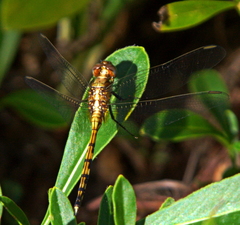 Orthetrum brachiale