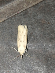 Ematheudes punctella