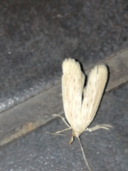 Ematheudes punctella