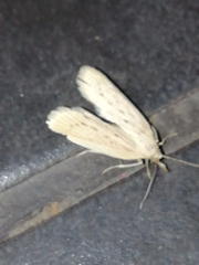 Ematheudes punctella