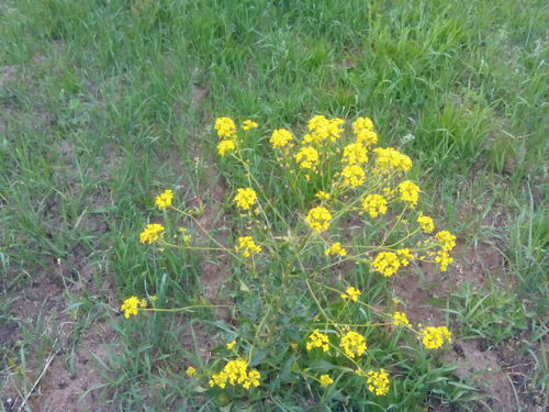 Turkish wartycabbage (Bunias orientalis)