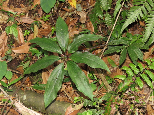 Image of Paris polyphylla by (c) chiuluan, some rights reserved (CC BY)