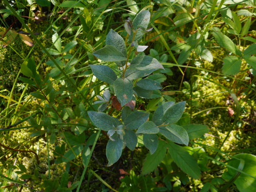 Image of Salix lapponum by (c) Eugene Popov, some rights reserved (CC BY)