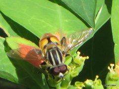 Mesembrius bengalensis