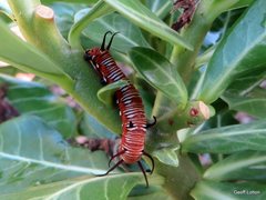 Lepidoptera
