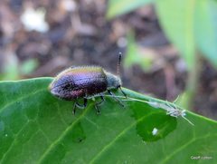 Coleoptera