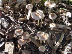 Agaricales