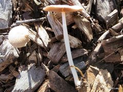 Agaricales