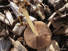Agaricales