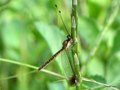 Suhpalacsa dietrichiae