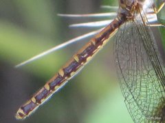 Suhpalacsa dietrichiae