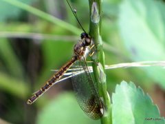 Suhpalacsa dietrichiae