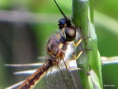 Suhpalacsa dietrichiae