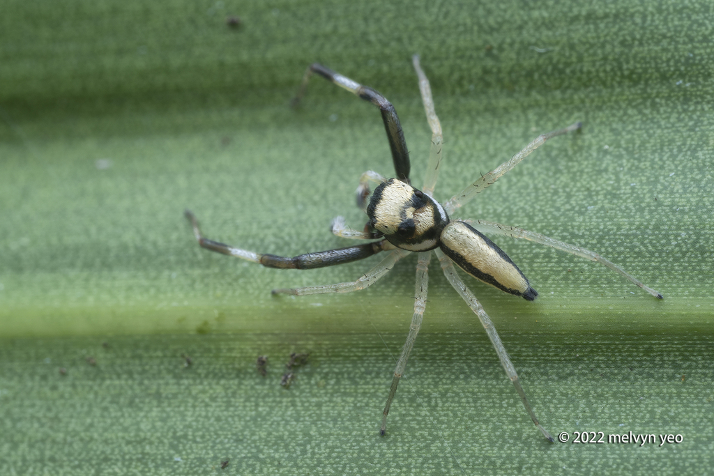 Phintella candramawa