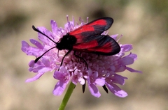 Zygaena erythrus