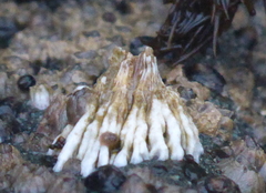Semibalanus cariosus image