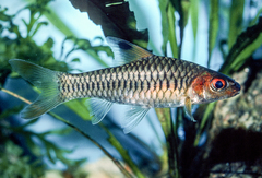 Clipper Barb photo 1