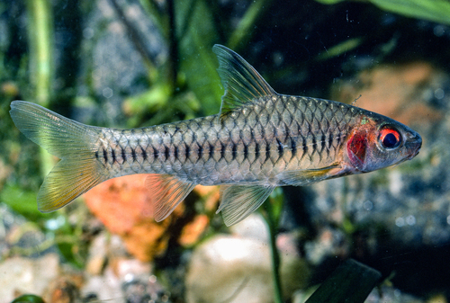 Klipper-barbeel (Enteromius callipterus) — Cyprinidae