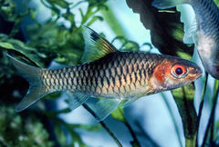 Clipper Barb photo 4