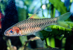 Clipper Barb photo 2