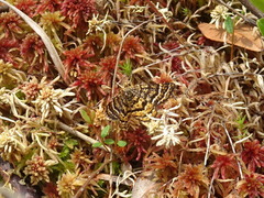 Epelis truncataria