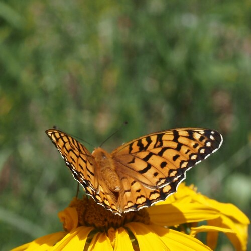 Edwards's Fritillary photo 3