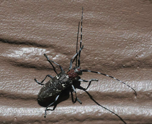 White-spotted Sawyer photo 5