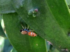 Cosmophasis bitaeniata