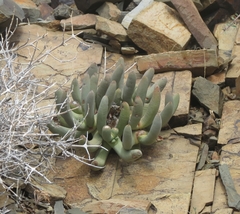 Cylindrophyllum