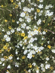 Limnanthes