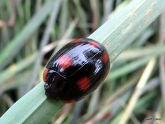 Paropsisterna sexpustulata