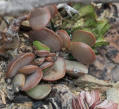 Adromischus