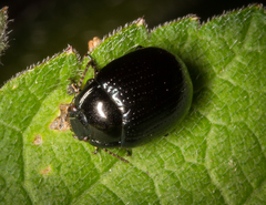 Chrysolina oricalcia