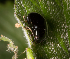 Chrysolina oricalcia