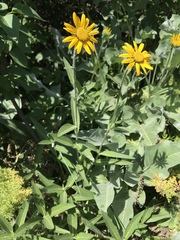 Helianthella