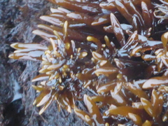 Ahnfeltiopsis linearis