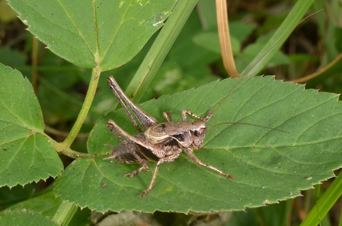 Dark bush-cricket