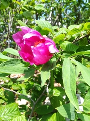 Paeonia officinalis