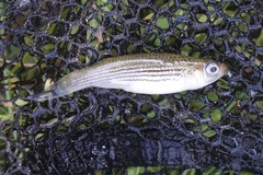 Fundulus lineolatus