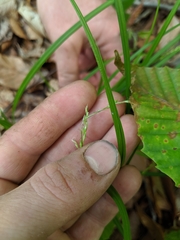 Carex debilis rudgei