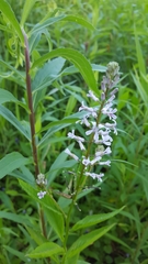 Iodanthus pinnatifidus