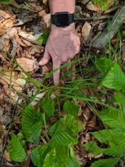 Carex debilis rudgei