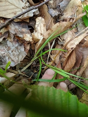 Carex debilis rudgei