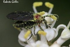 Dilophus pectoralis