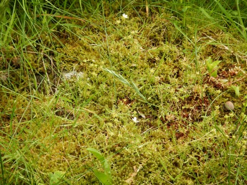 Image of Saxifraga hypnoides by no rights reserved