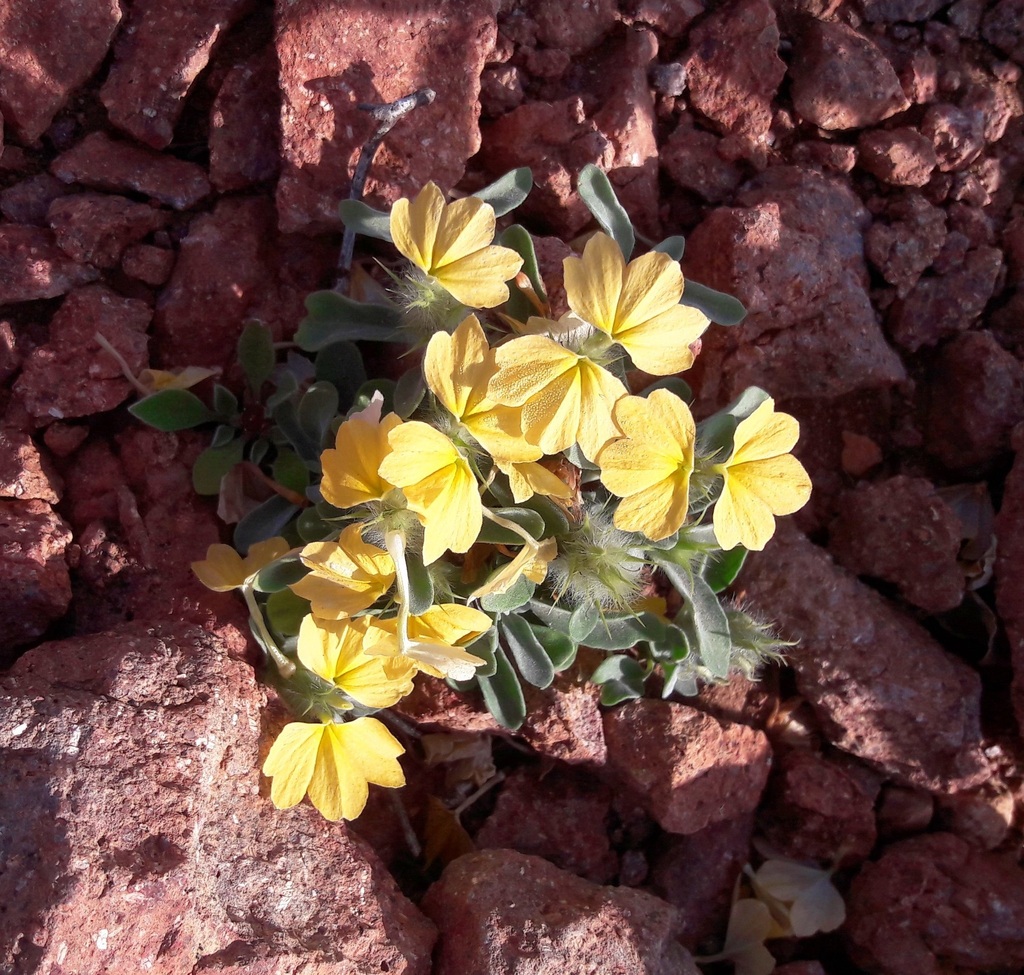 Crossandra spinosa