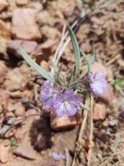Phacelia exilis
