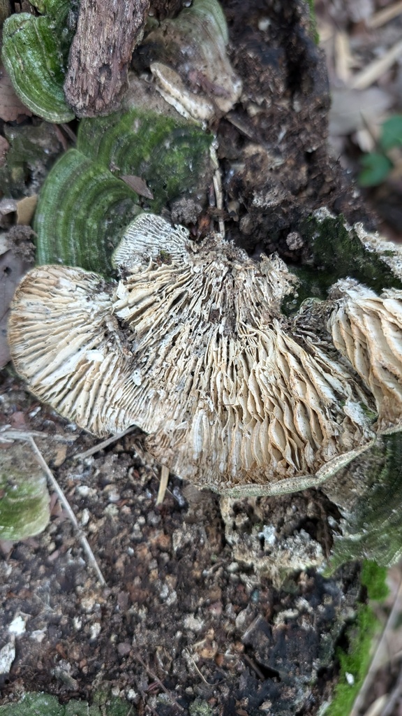 Trametes betulina · July 2024 · photo: © atsushi_nakajima_cirque (iNaturalist, cc-by)